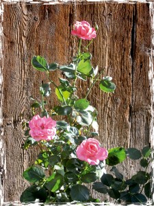 Freinsheim (Deutschland)